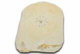 Floating Crinoid (Saccocoma) Fossil - Solnhofen Limestone #351015-1